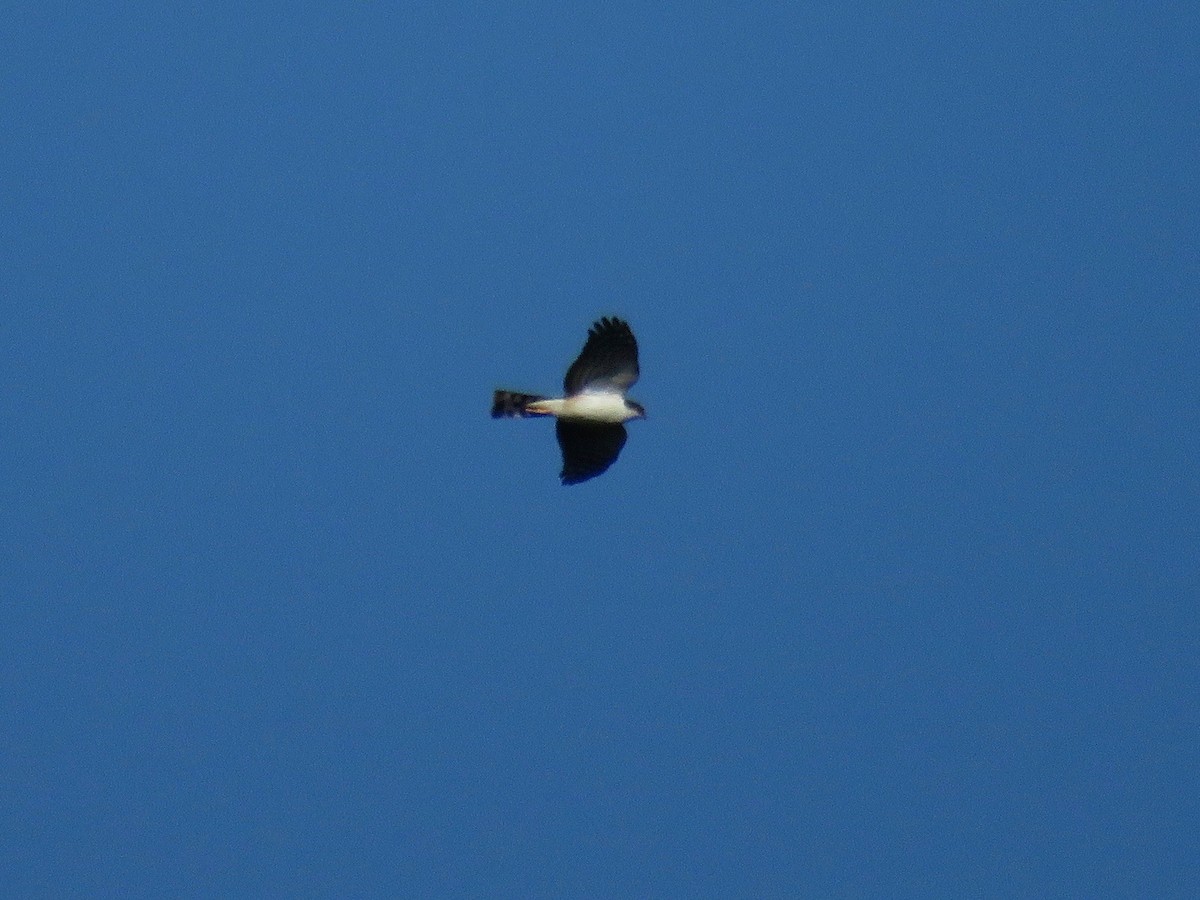 Sharp-shinned Hawk (White-breasted) - ML26174561