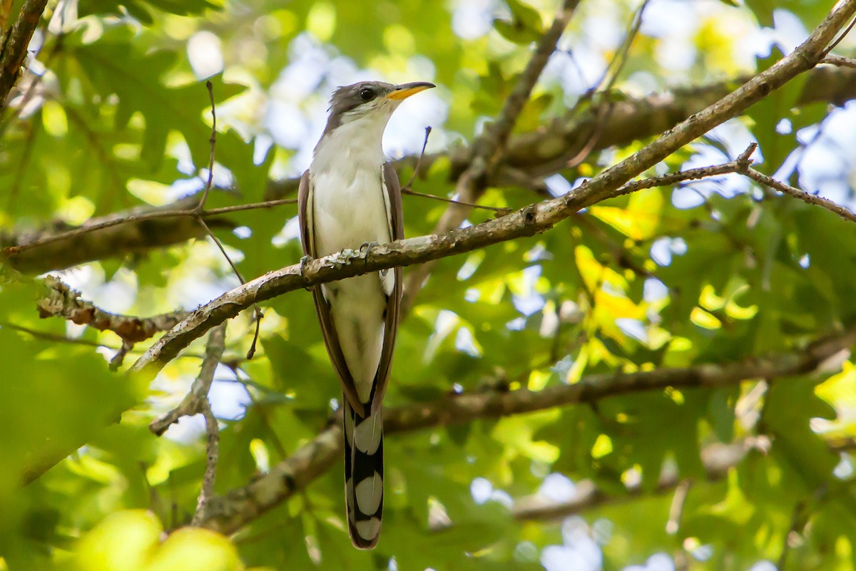 Yellow-billed Cuckoo - ML261746201