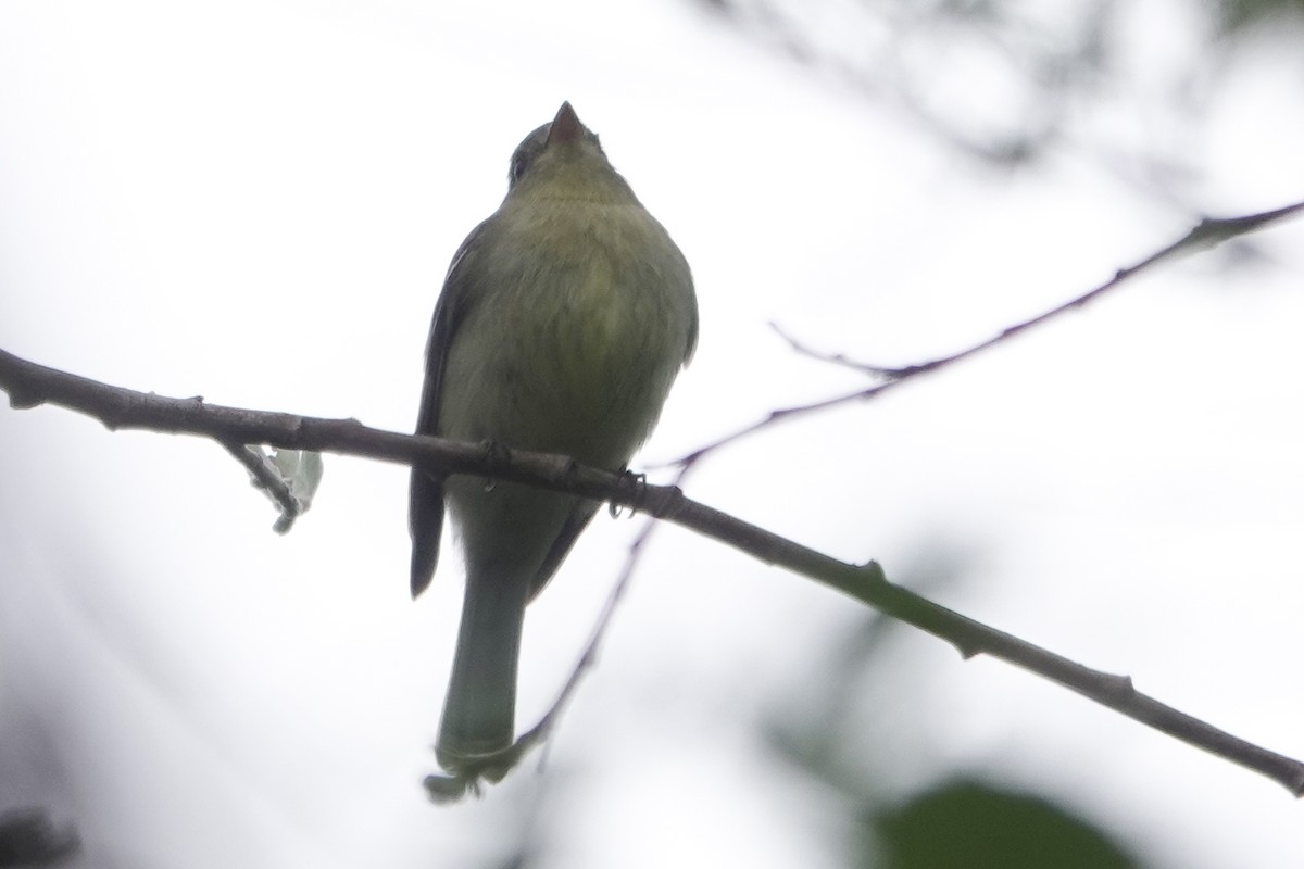 Yellow-bellied Flycatcher - Cameron Eckert