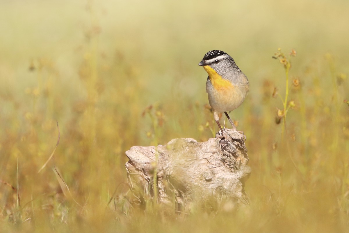 Spotted Pardalote - Indra Bone