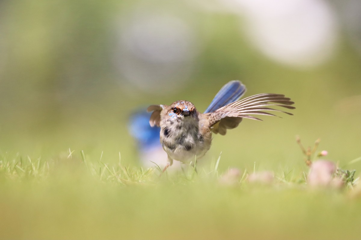 Superb Fairywren - ML261747261