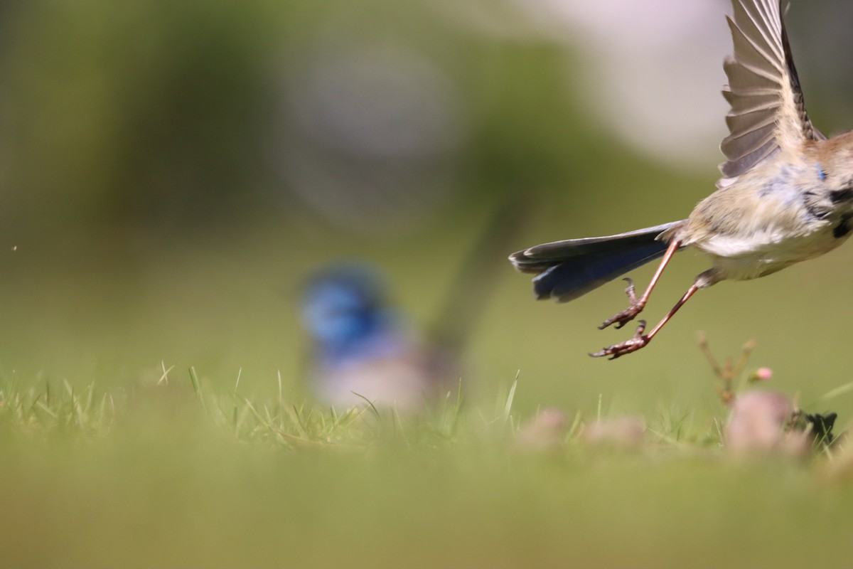 Superb Fairywren - Indra Bone