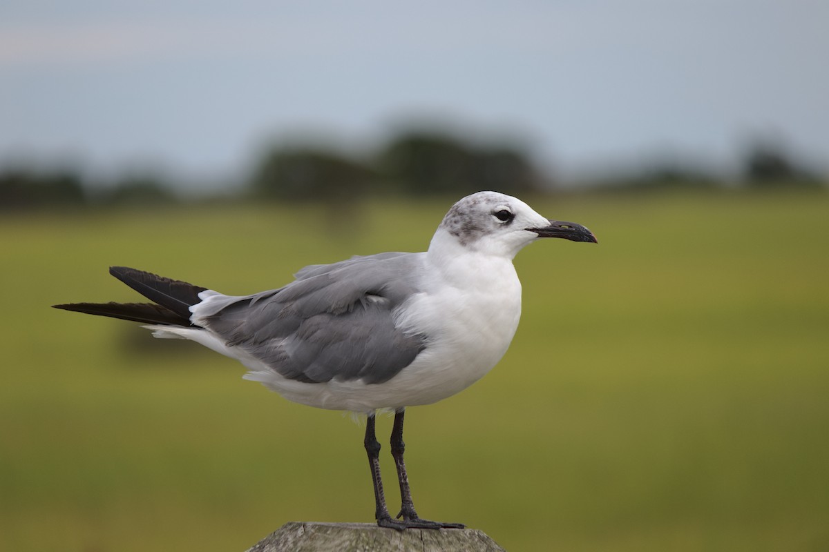 Laughing Gull - ML261749031