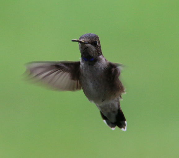 Colibri à gorge noire - ML261754321