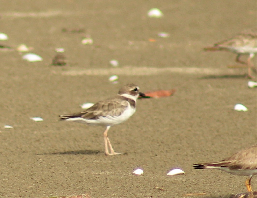 Wilson's Plover - ML261754371