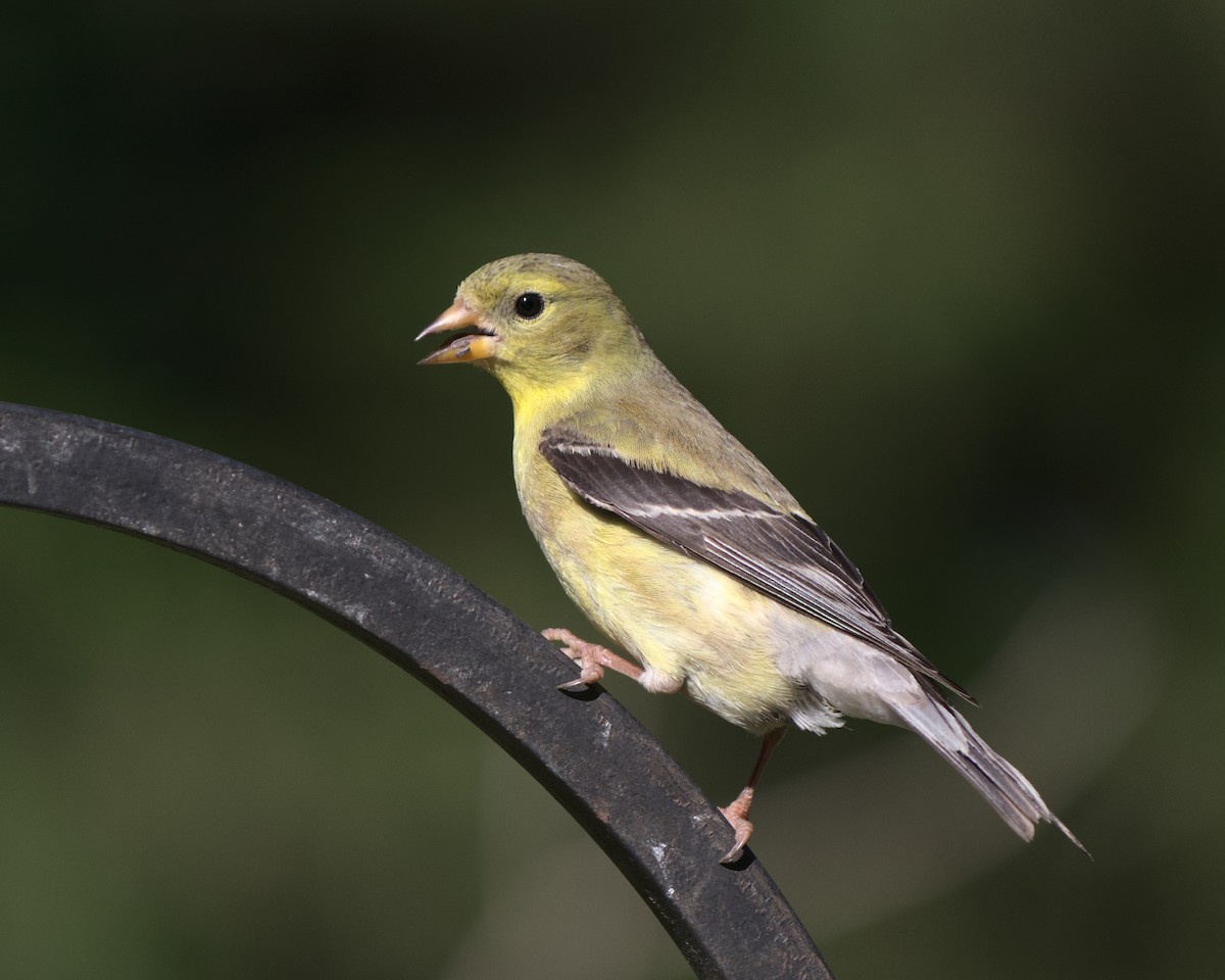 American Goldfinch - ML261755581