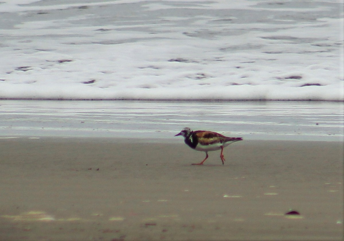 Ruddy Turnstone - Efraín Quiel