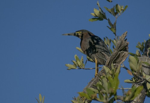 Green Heron - ML261756151