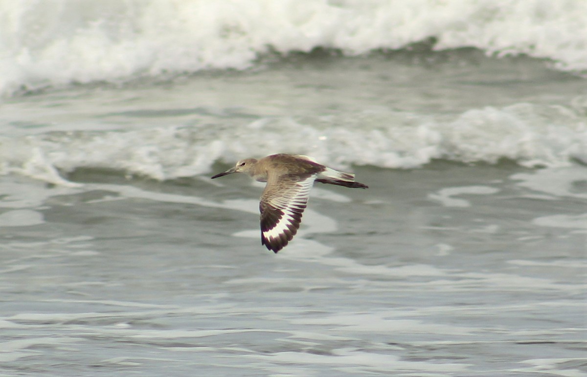 Willet - Efraín Quiel