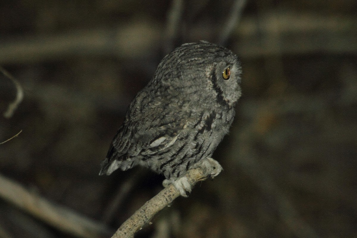 Western Screech-Owl - Rob Lowry