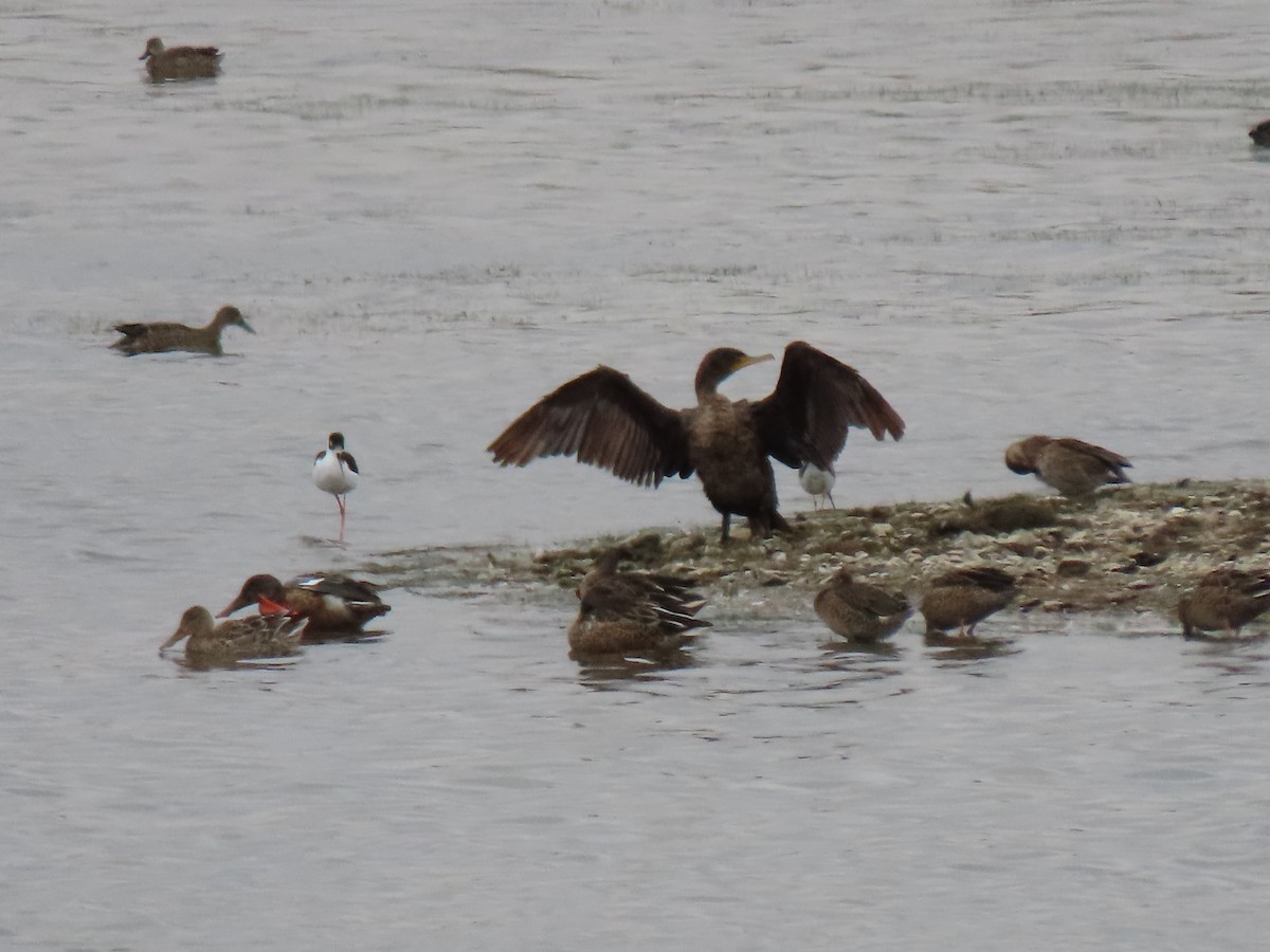 Black-necked Stilt (Black-necked) - ML261758211