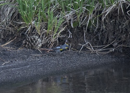 Yellow-rumped Warbler - ML261758791