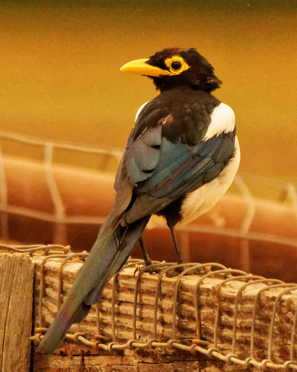 Yellow-billed Magpie - ML261758831