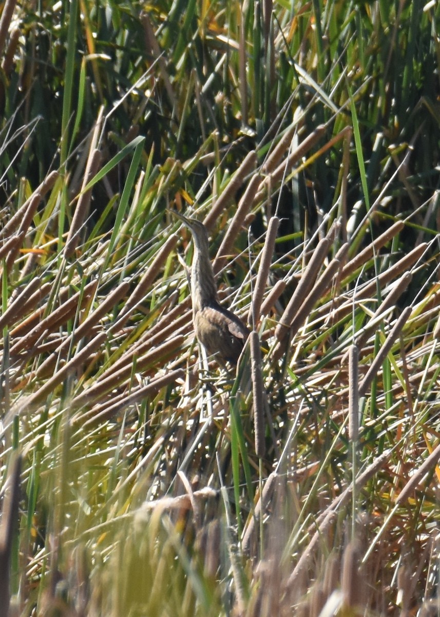 American Bittern - ML261760841