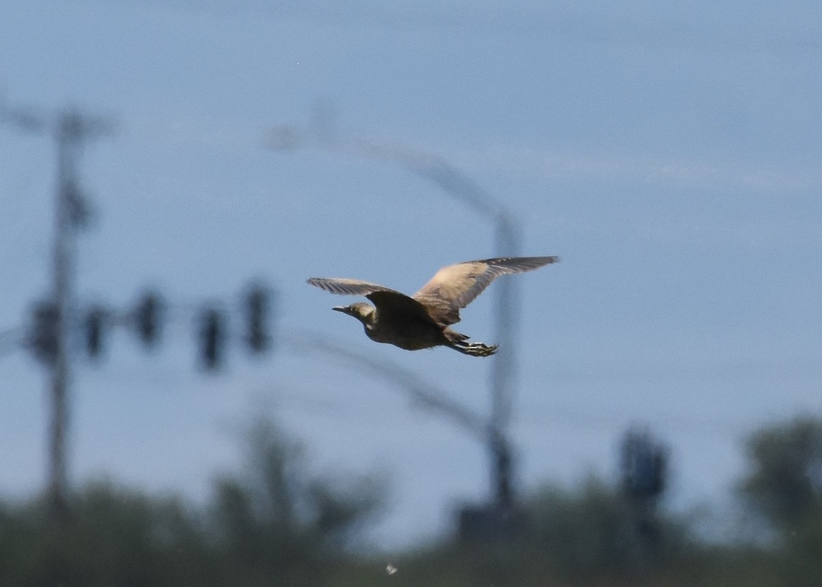 American Bittern - ML261761091