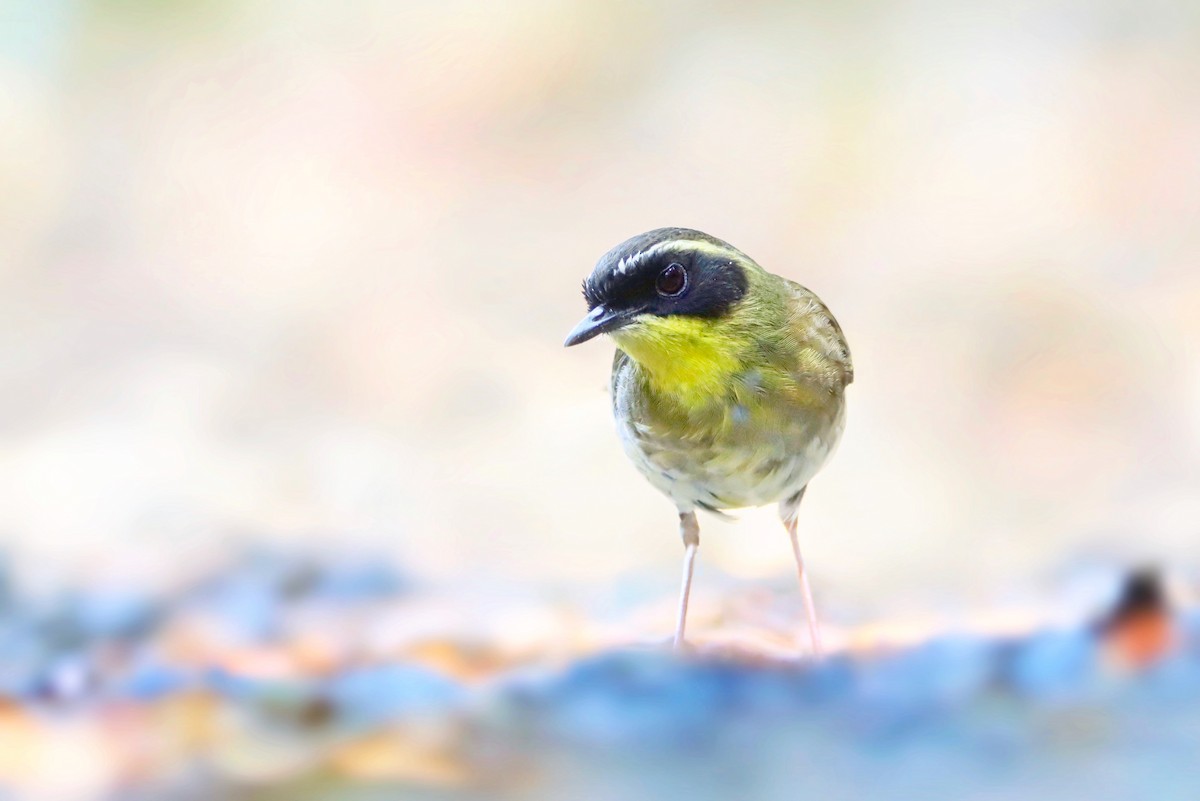 Yellow-throated Scrubwren - Indra Bone