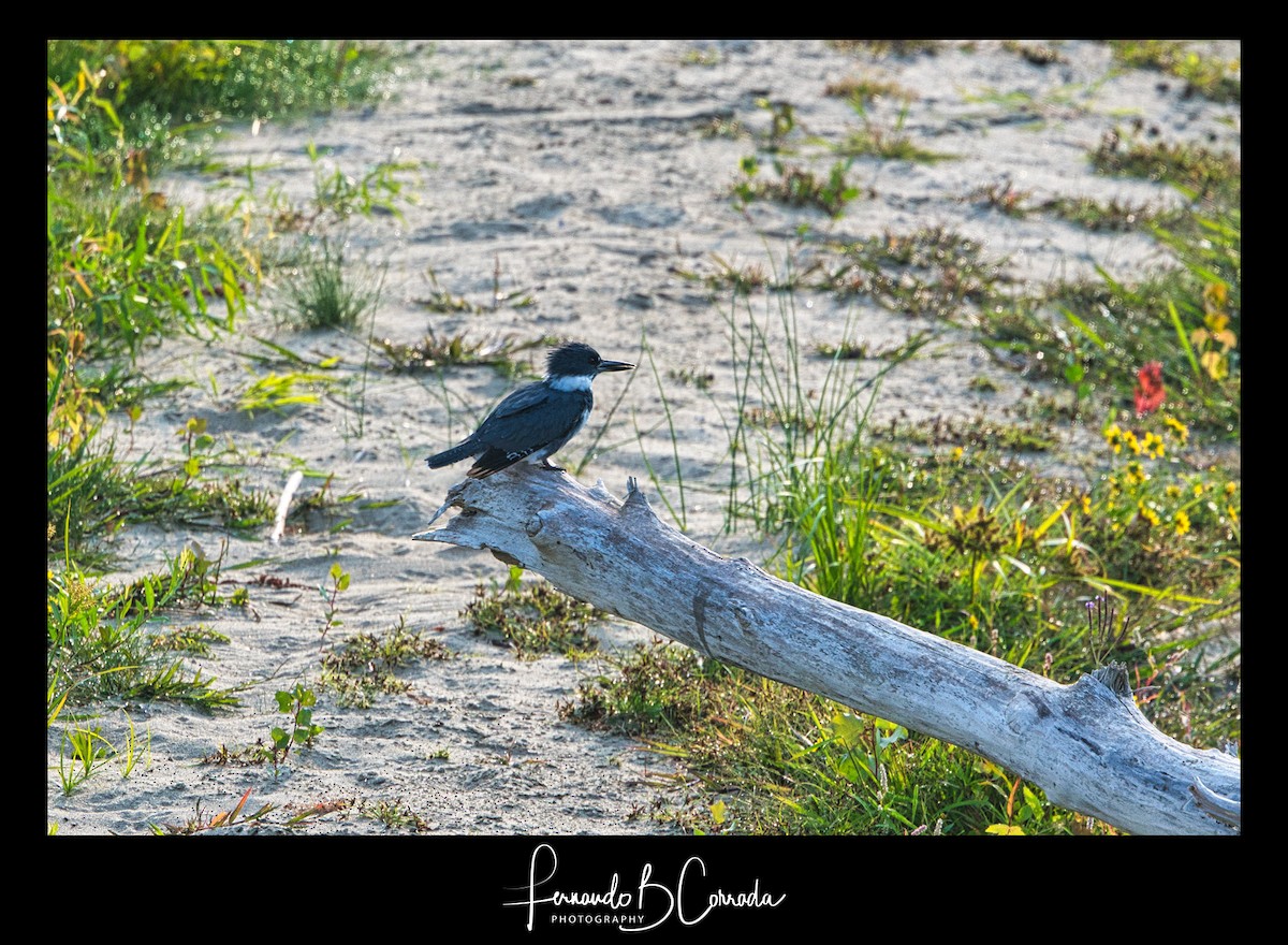 Belted Kingfisher - ML261762041