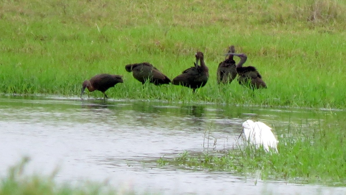 White-faced Ibis - ML261763681