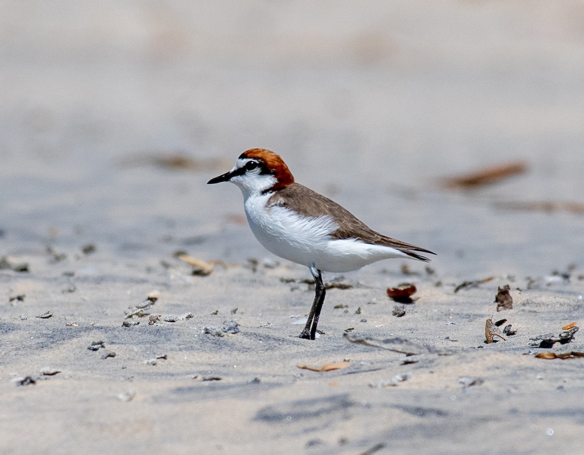 Red-capped Plover - Gillie Matthew