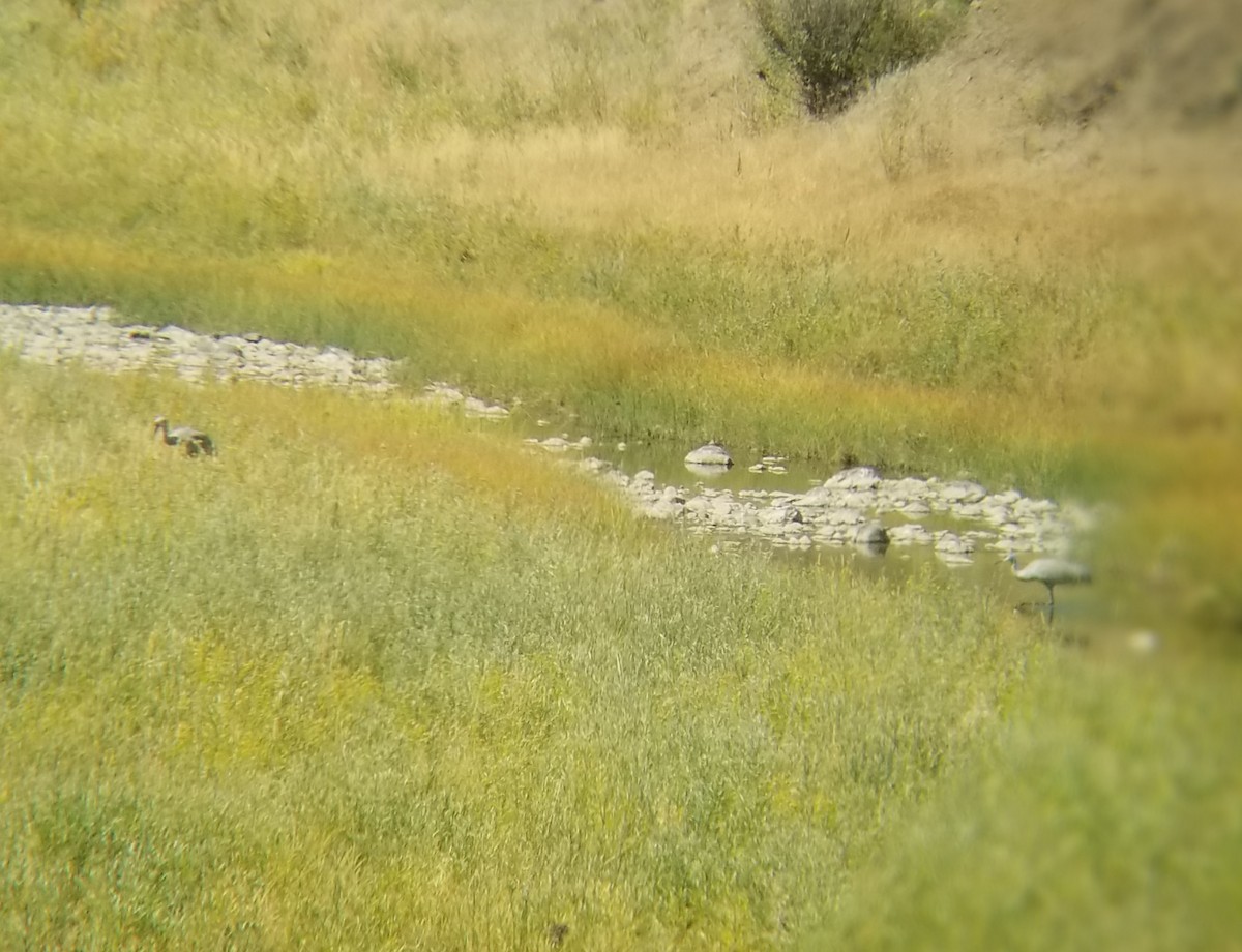 Sandhill Crane - ML261766881