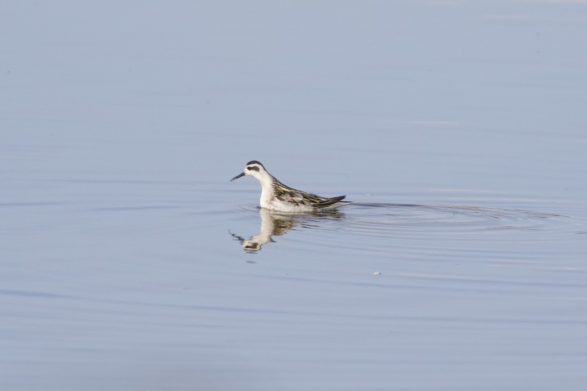 Phalarope à bec étroit - ML261773331