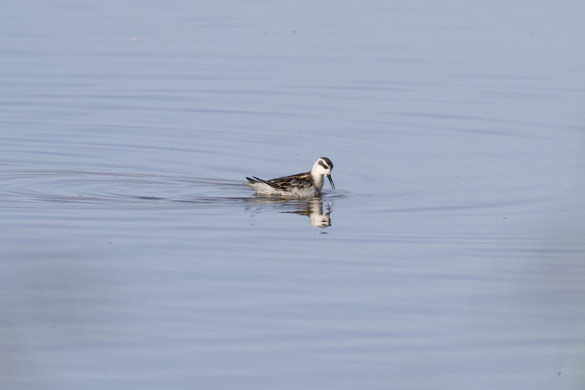 Phalarope à bec étroit - ML261773341