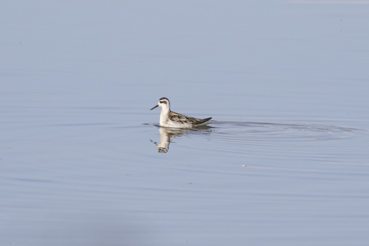 Red-necked Phalarope - ML261773351