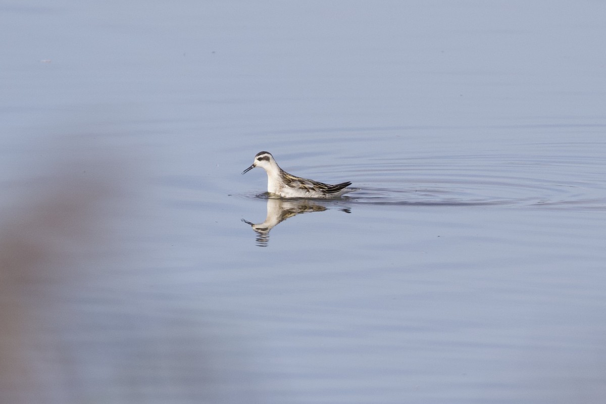 Phalarope à bec étroit - ML261773361