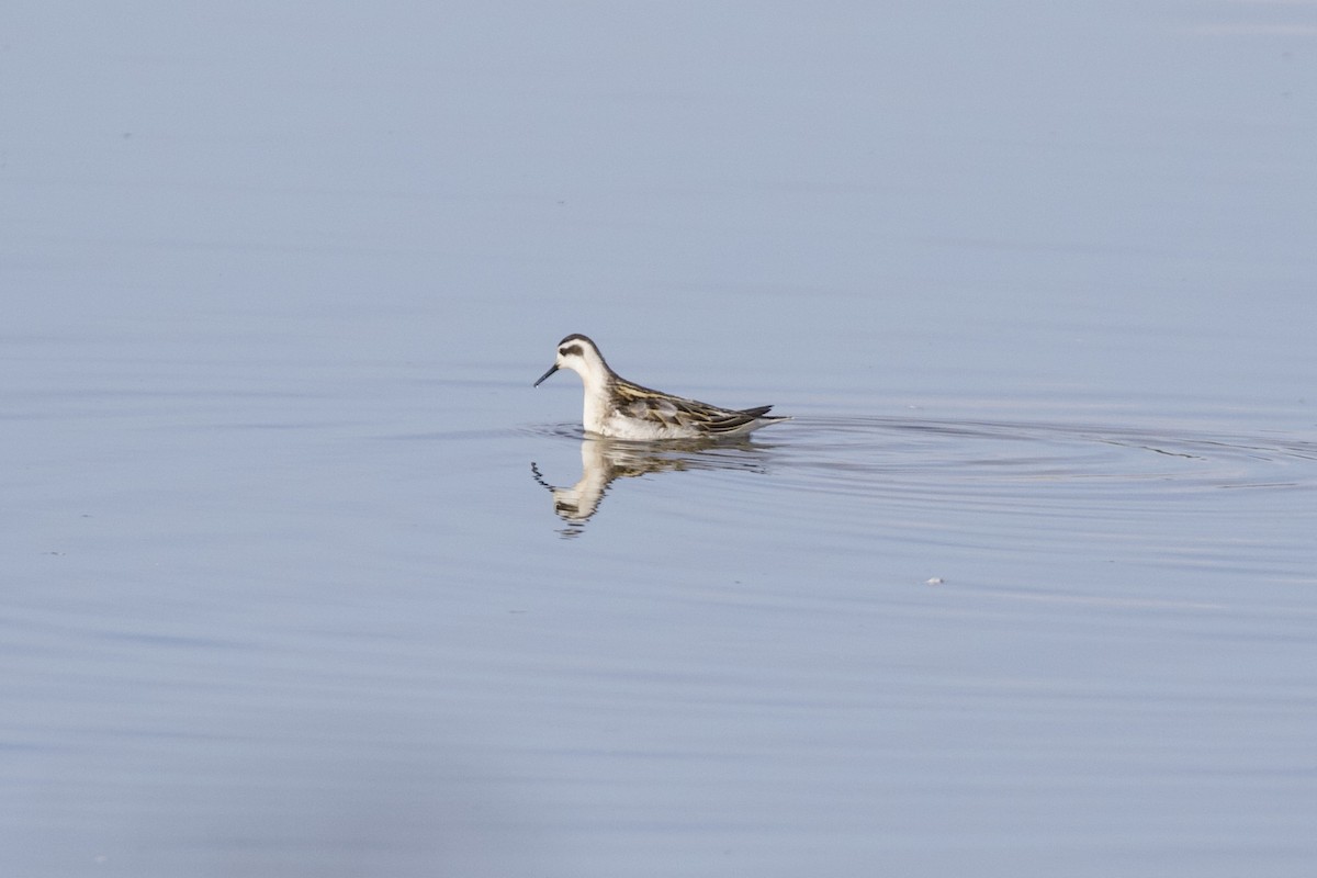 Red-necked Phalarope - ML261773371