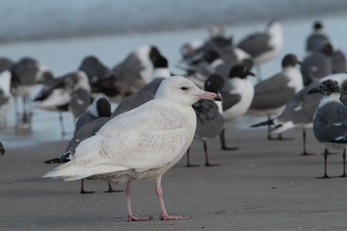 Glaucous Gull - Andy Benson