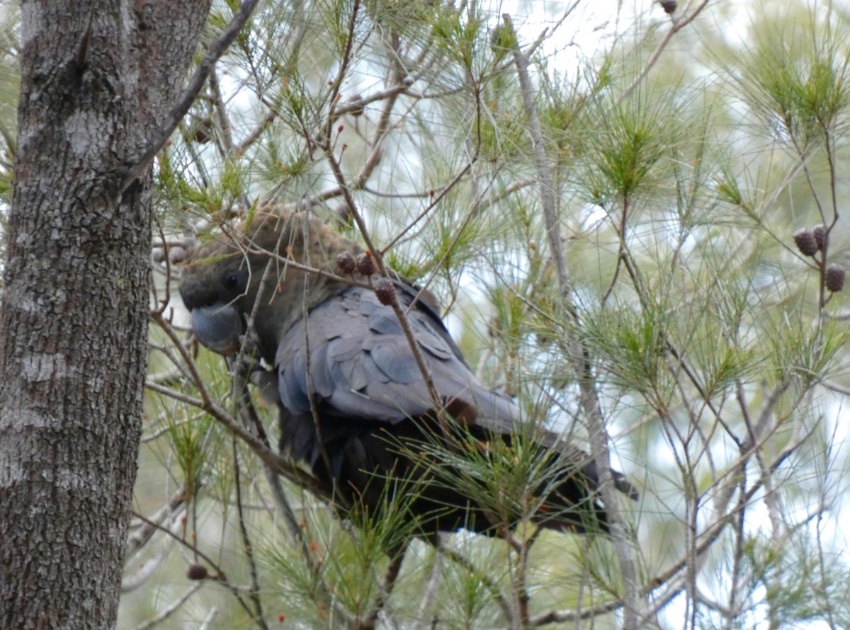 Glossy Black-Cockatoo - ML261776631