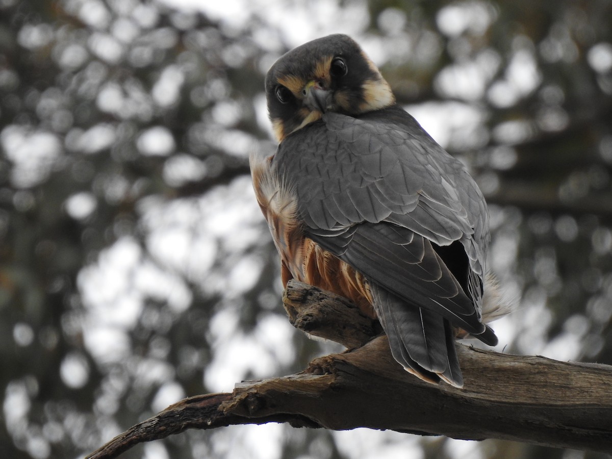 Australian Hobby - ML261777721