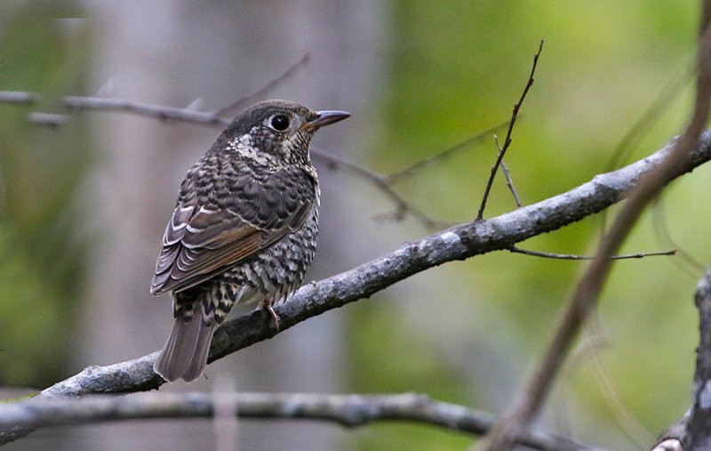 White-throated Rock-Thrush - ML261778571