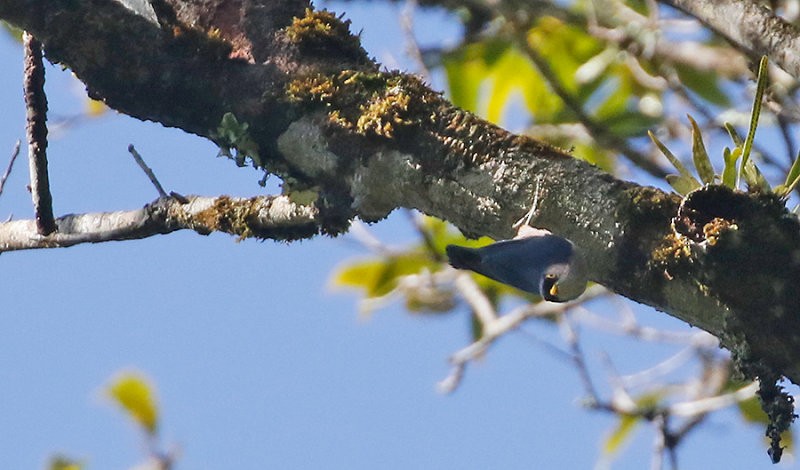 Yellow-billed Nuthatch - ML261778651