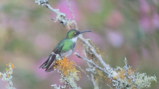 White-throated Hummingbird - ML261779411