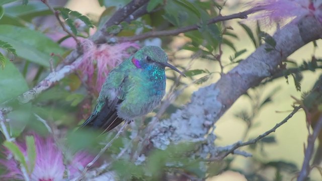 White-vented Violetear - ML261779631