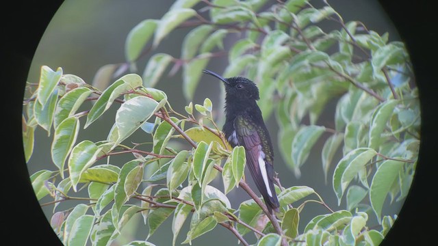 kolibřík černobílý - ML261779911