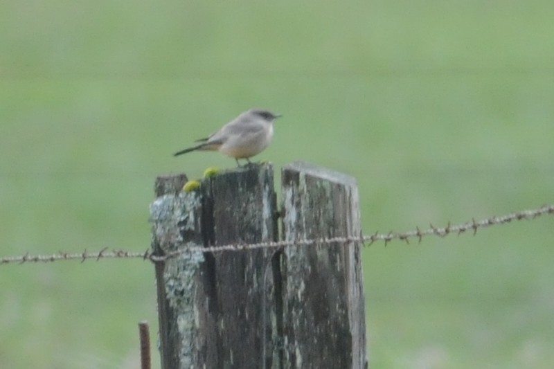 Say's Phoebe - ML26178091