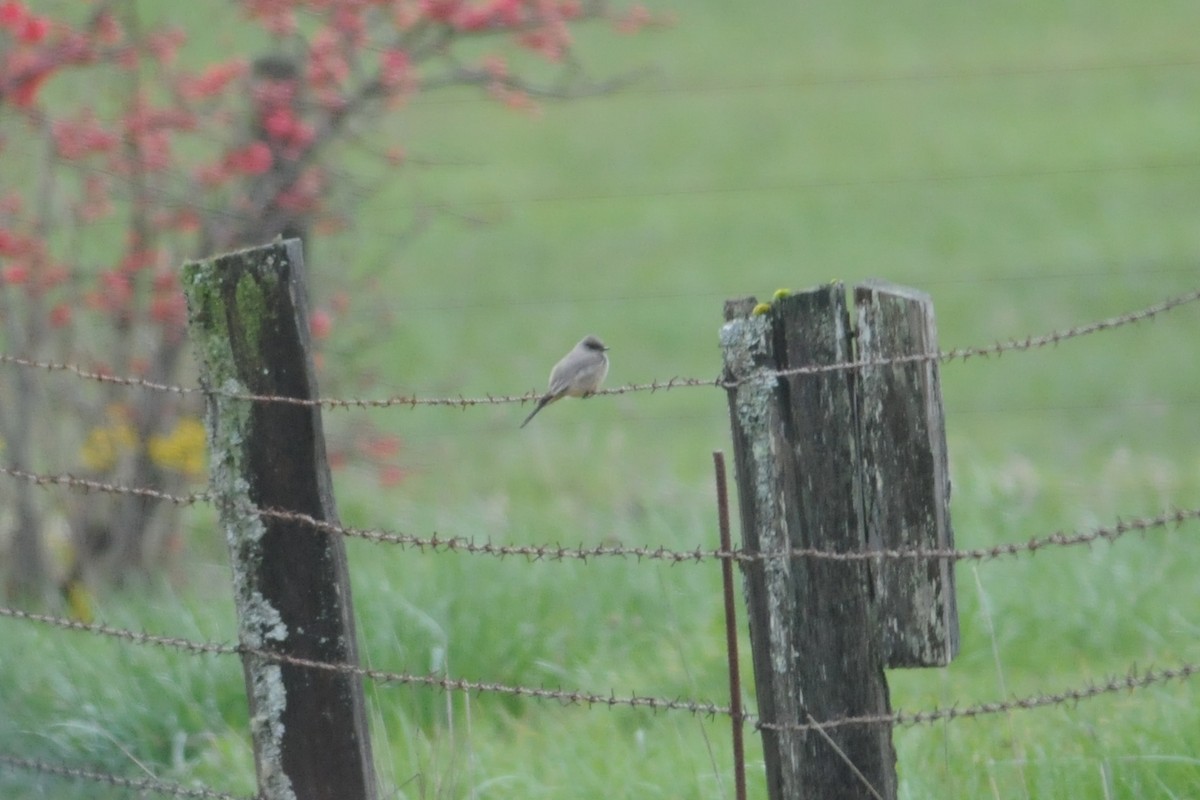 Say's Phoebe - Ryan Merrill