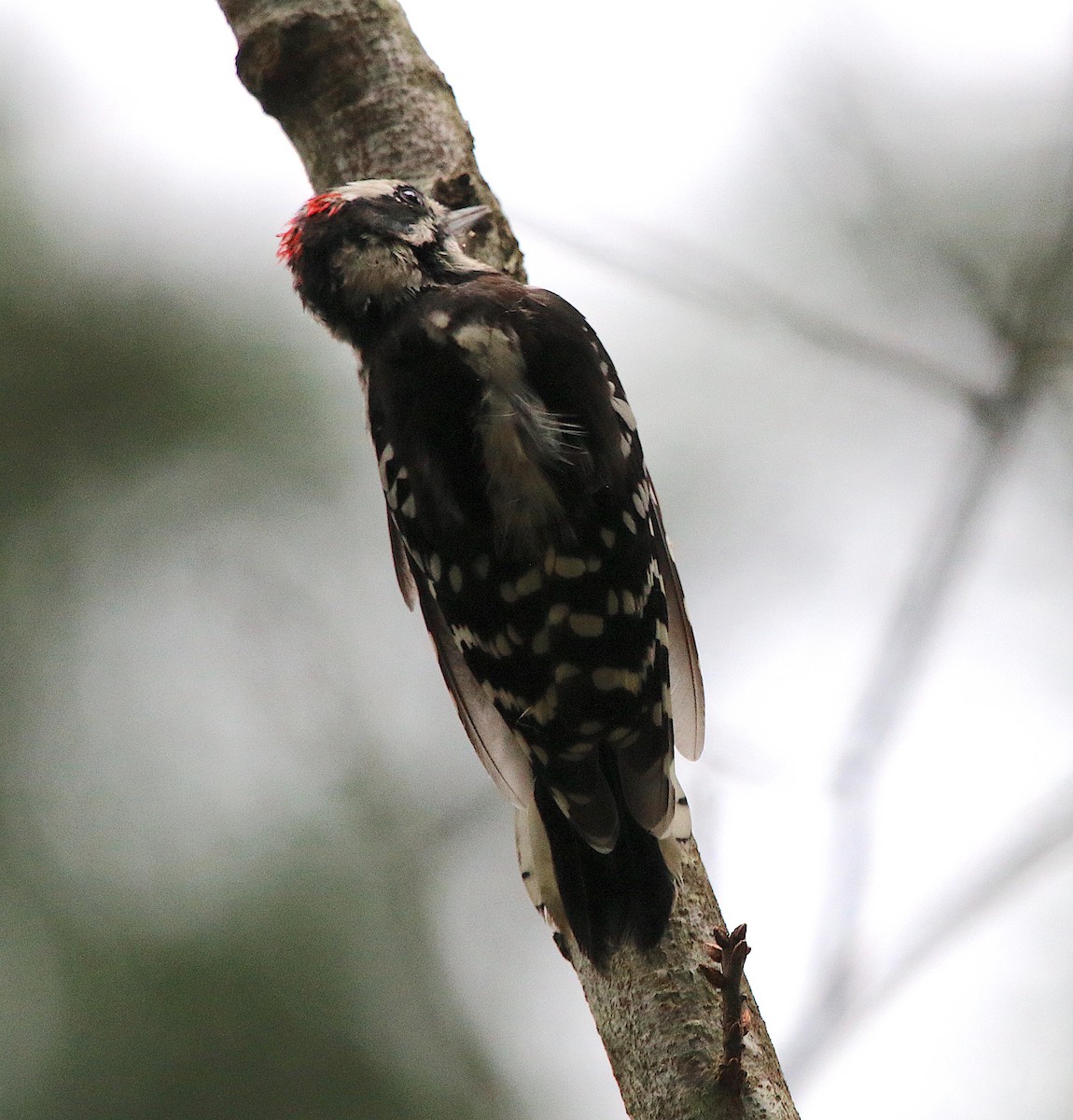 Downy Woodpecker - ML261781131