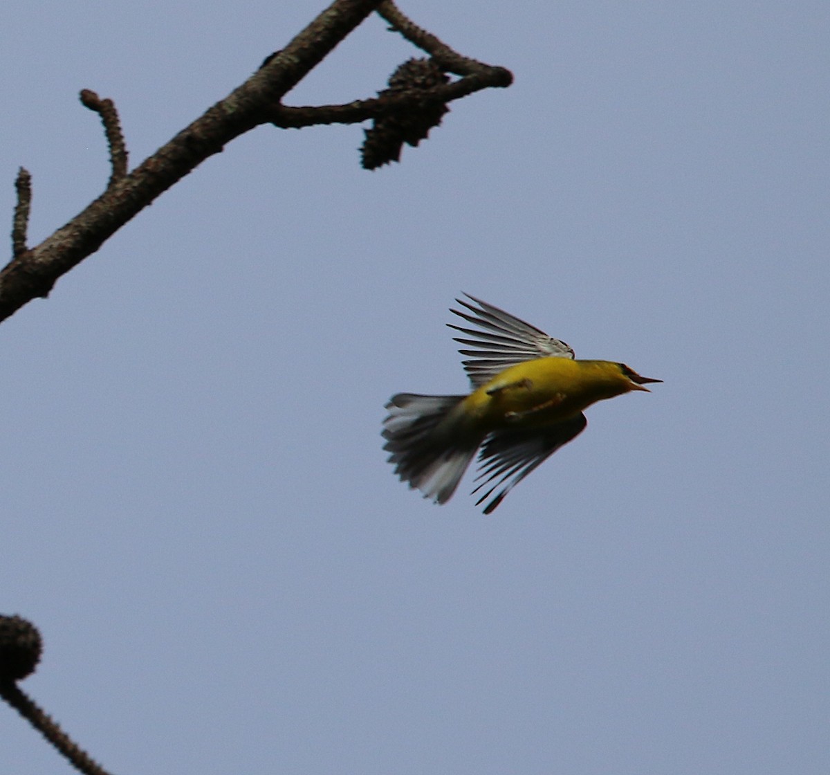 Blue-winged Warbler - ML261781271