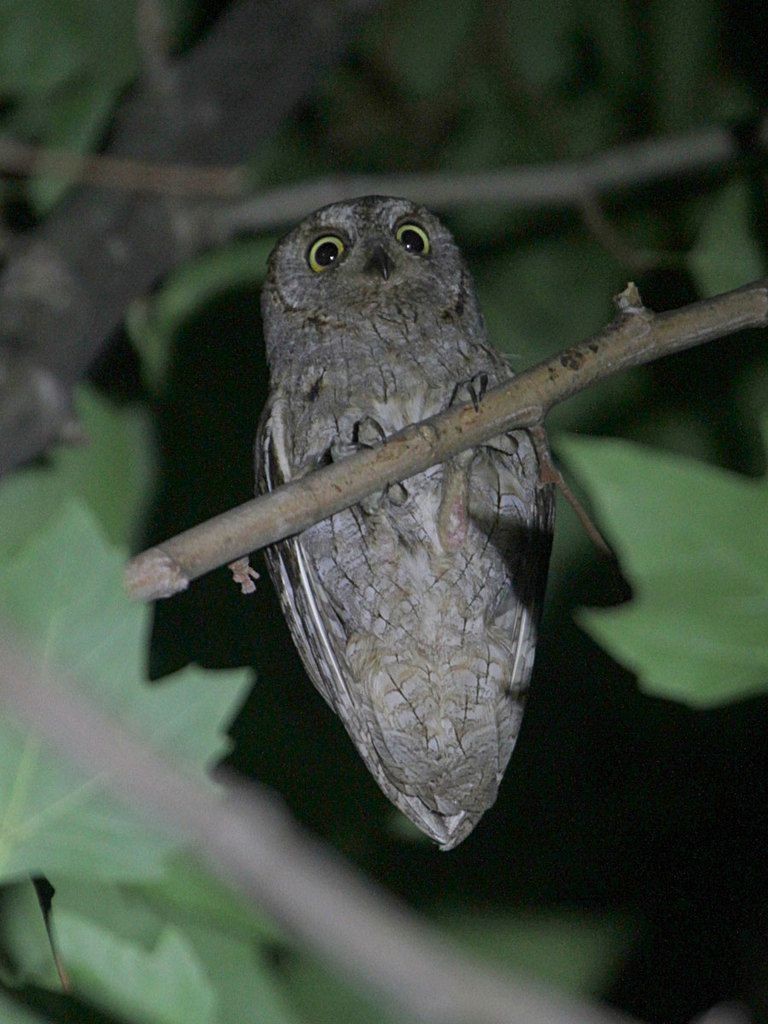 Eurasian Scops-Owl - ML261781581