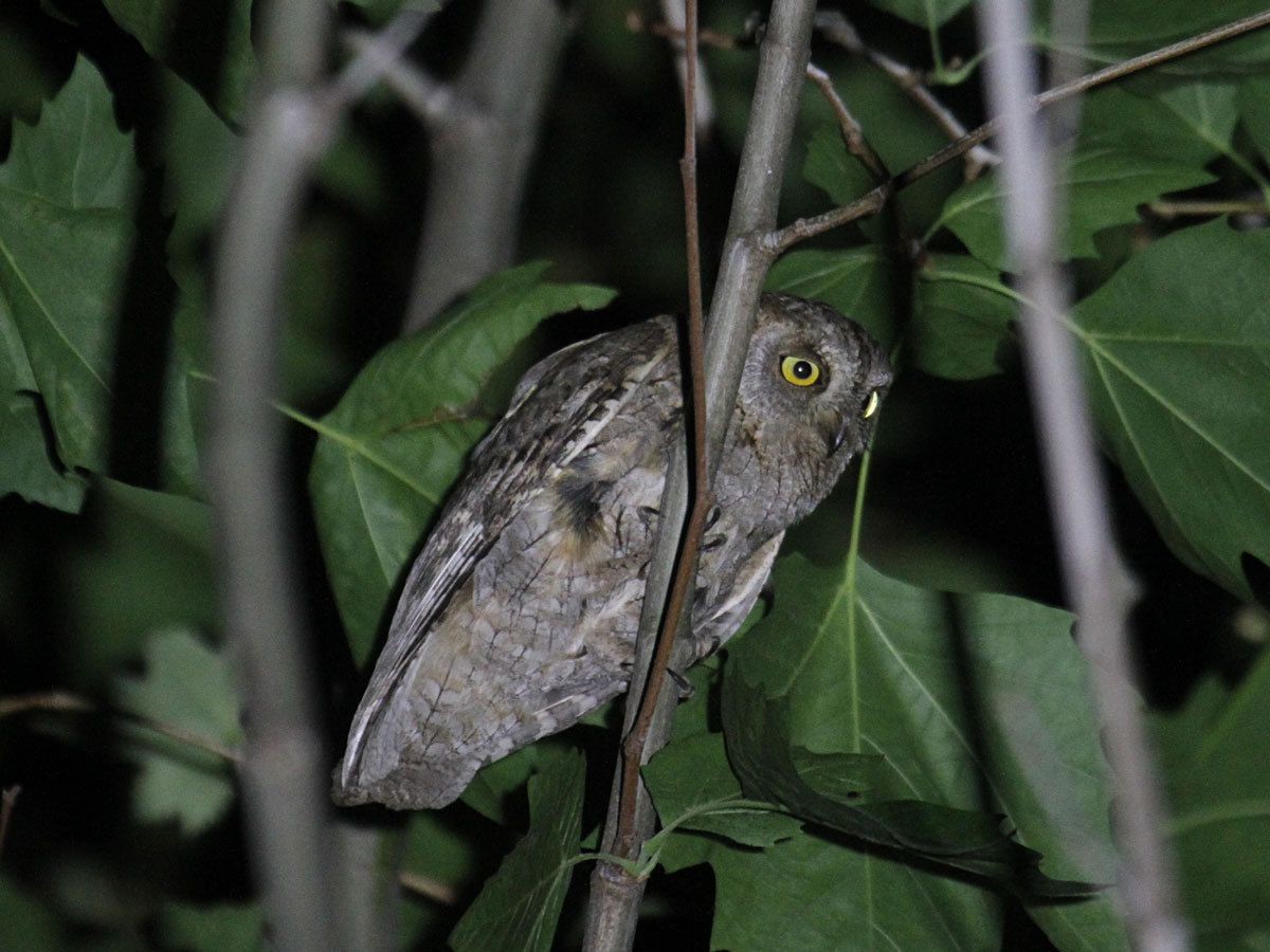 Eurasian Scops-Owl - ML261781591