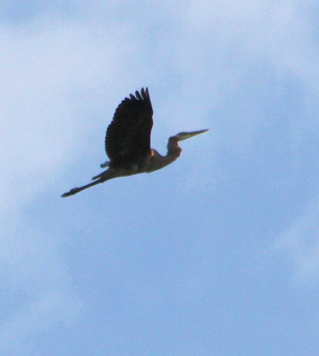 Garza Azulada - ML26178211