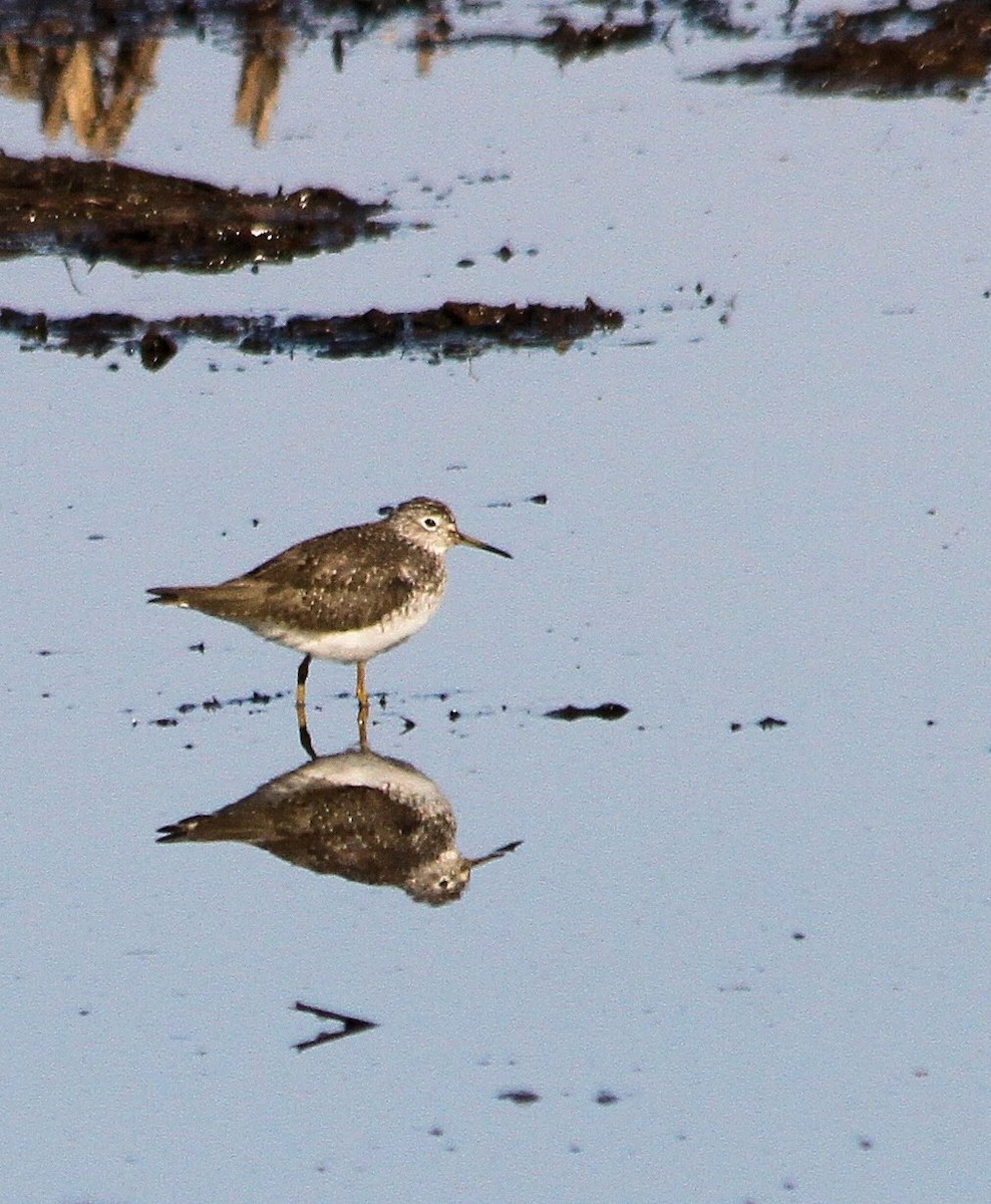 Solitary Sandpiper - ML26178241