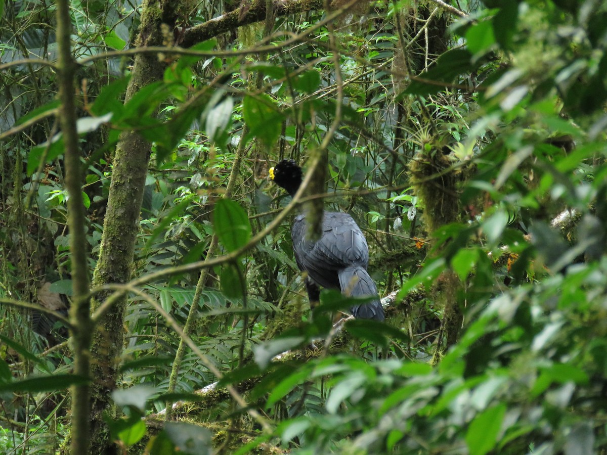 Great Curassow - ML26178251