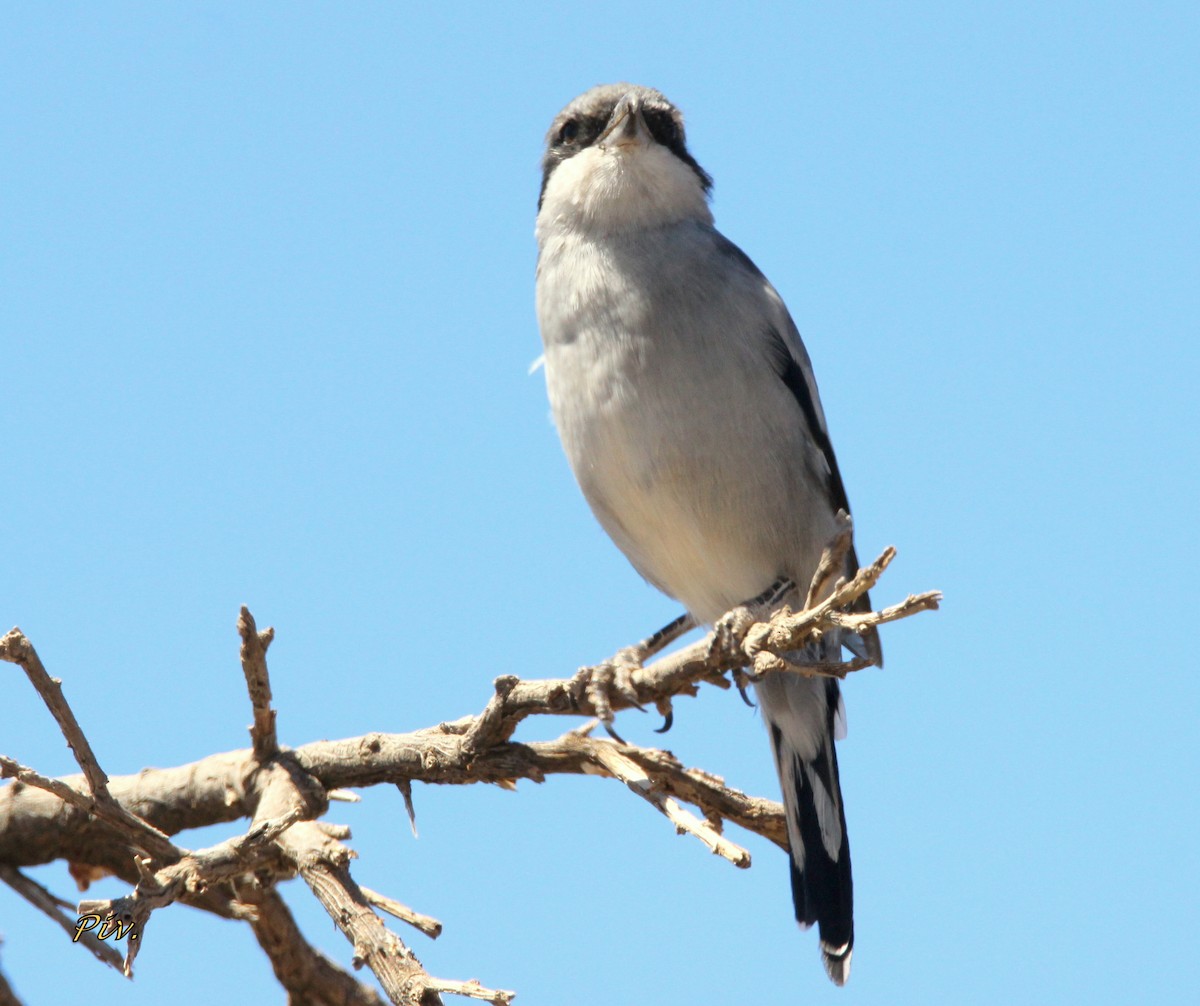 Great Gray Shrike - ML261783821