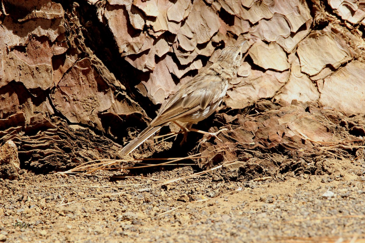 Berthelot's Pipit - ML261784151