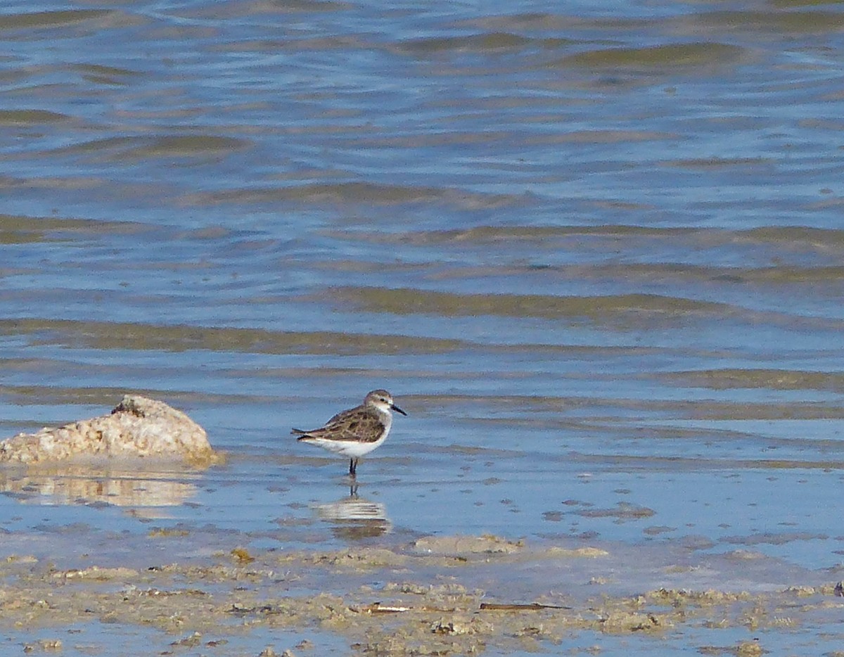 Zwergstrandläufer - ML261786121