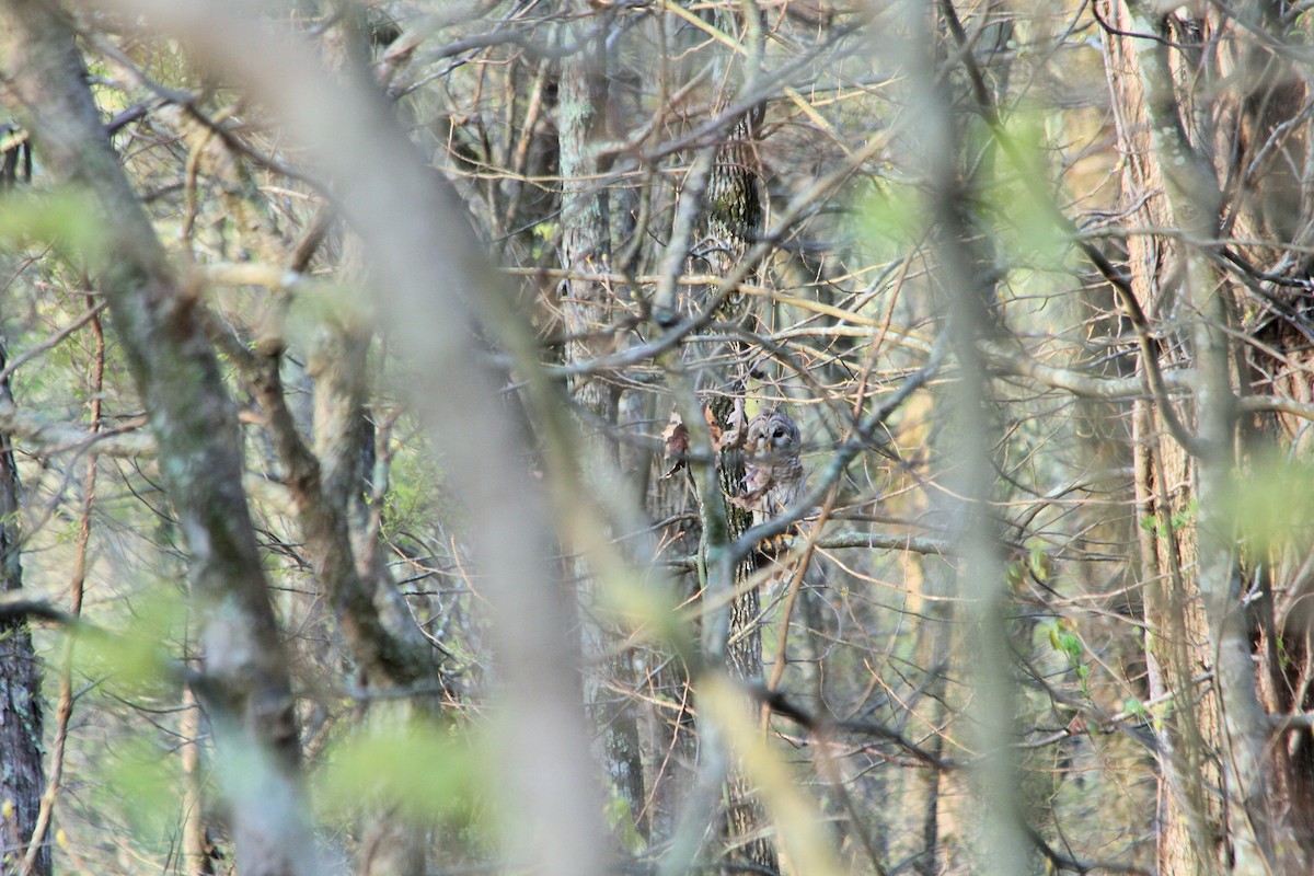 Barred Owl - ML26178631